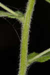 Heller's cudweed